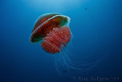 Yet another red jellyfish.  Ningaloo Reef, Western Austra... by Ross Gudgeon 